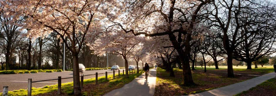 christchurch-is-known-as-the-garden-city