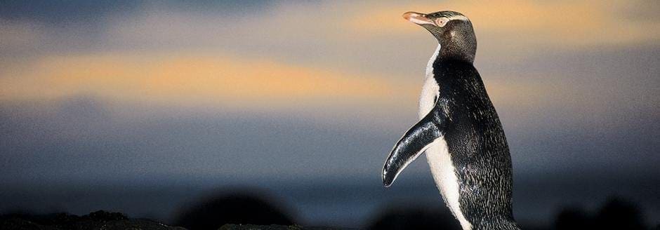 Penguin